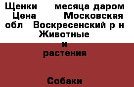 Щенки 1,5 месяца даром › Цена ­ 10 - Московская обл., Воскресенский р-н Животные и растения » Собаки   